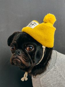 dog wearing clothing influencer